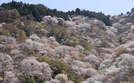 吉野の桜　上千本